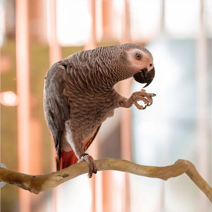 Natural Parrot Climbing Bird Standing Branches Toys Birdcage Accessories