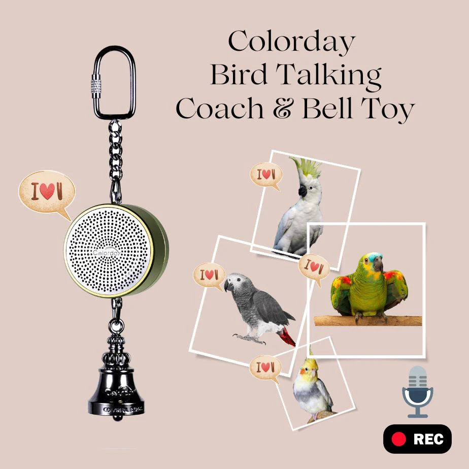 Parrot Toys to Teaching Training Bird Talking Coach