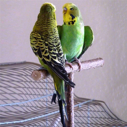 Pet Toys Parakeet Budgie Hanging Play Toys